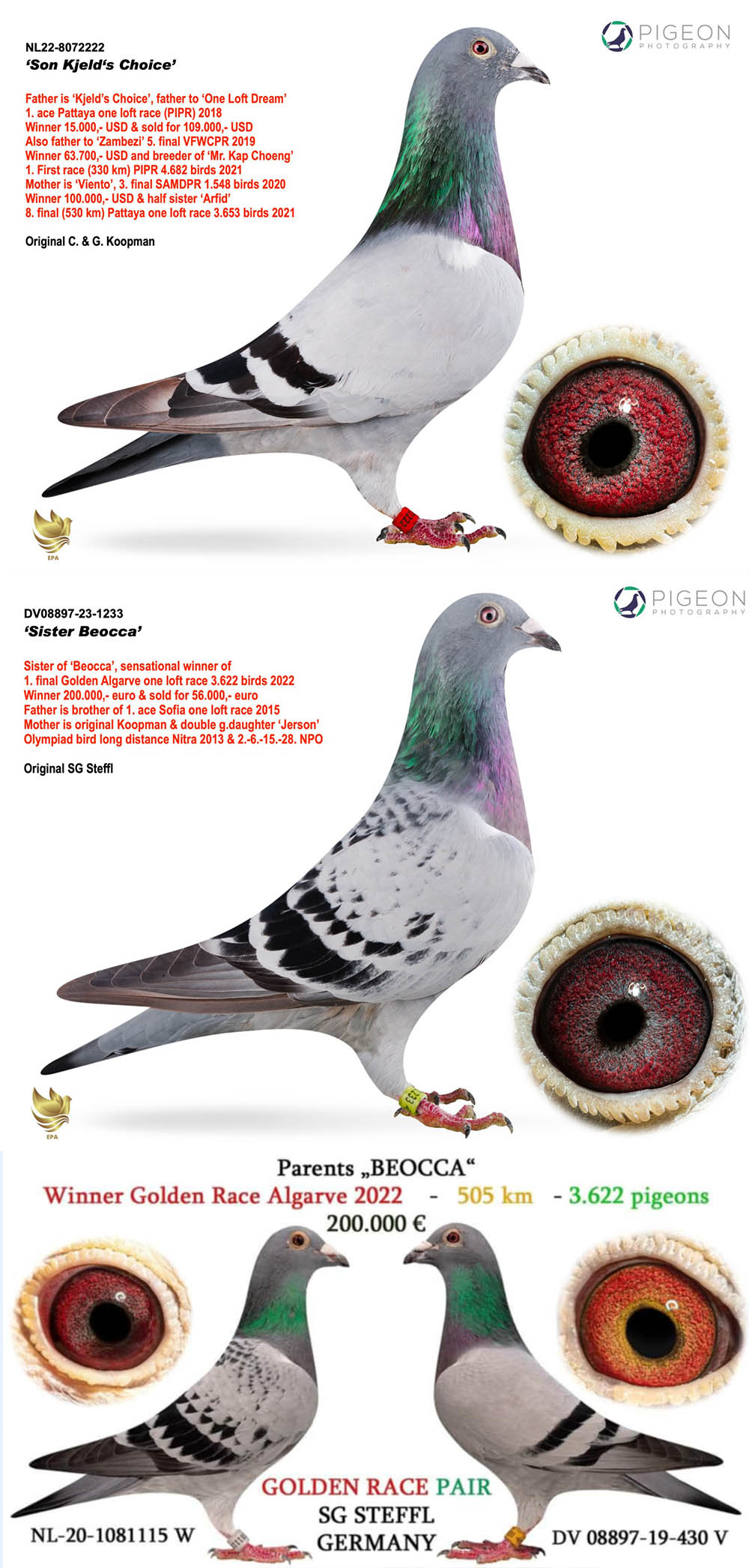 BG25-77476 DİŞİ / KOOPMAN X SISTER BEOCA 1 FİNAL ALGARVE GOLDEN RACE