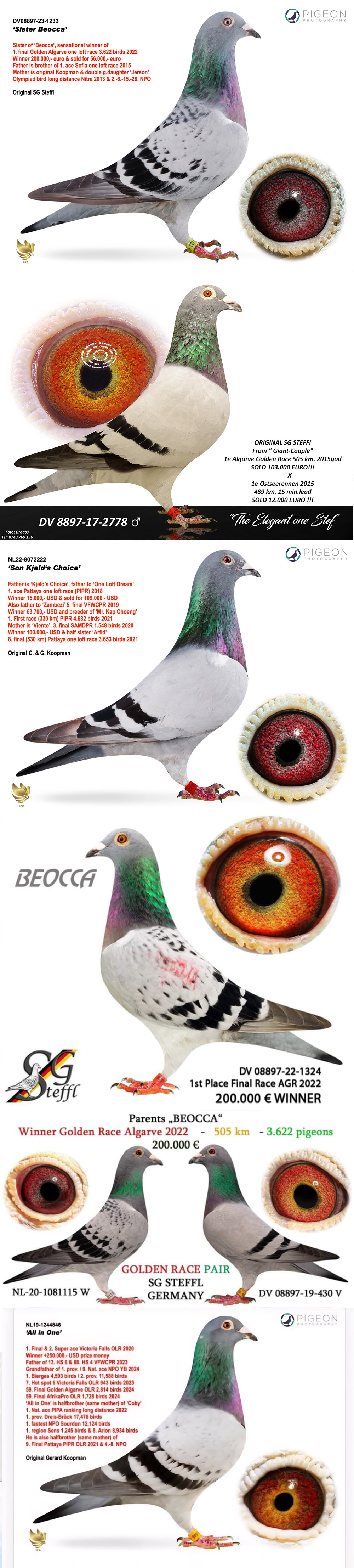 BG25-77479 DİŞİ / SG STEFFL X KOOPMAN