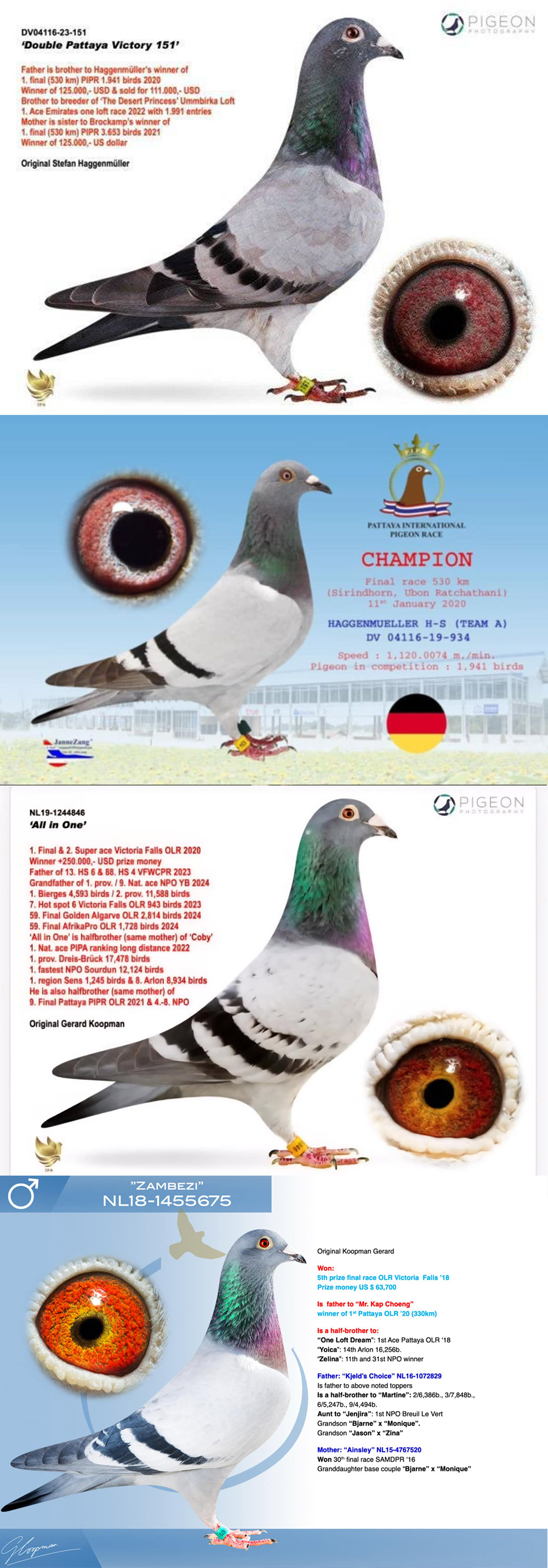 BG25-77480 DİŞİ / ALL IN ONE 1 FİNAL VICTORIA FALLS X HAGGEN MULLER 1 FİNAL PATTAYA