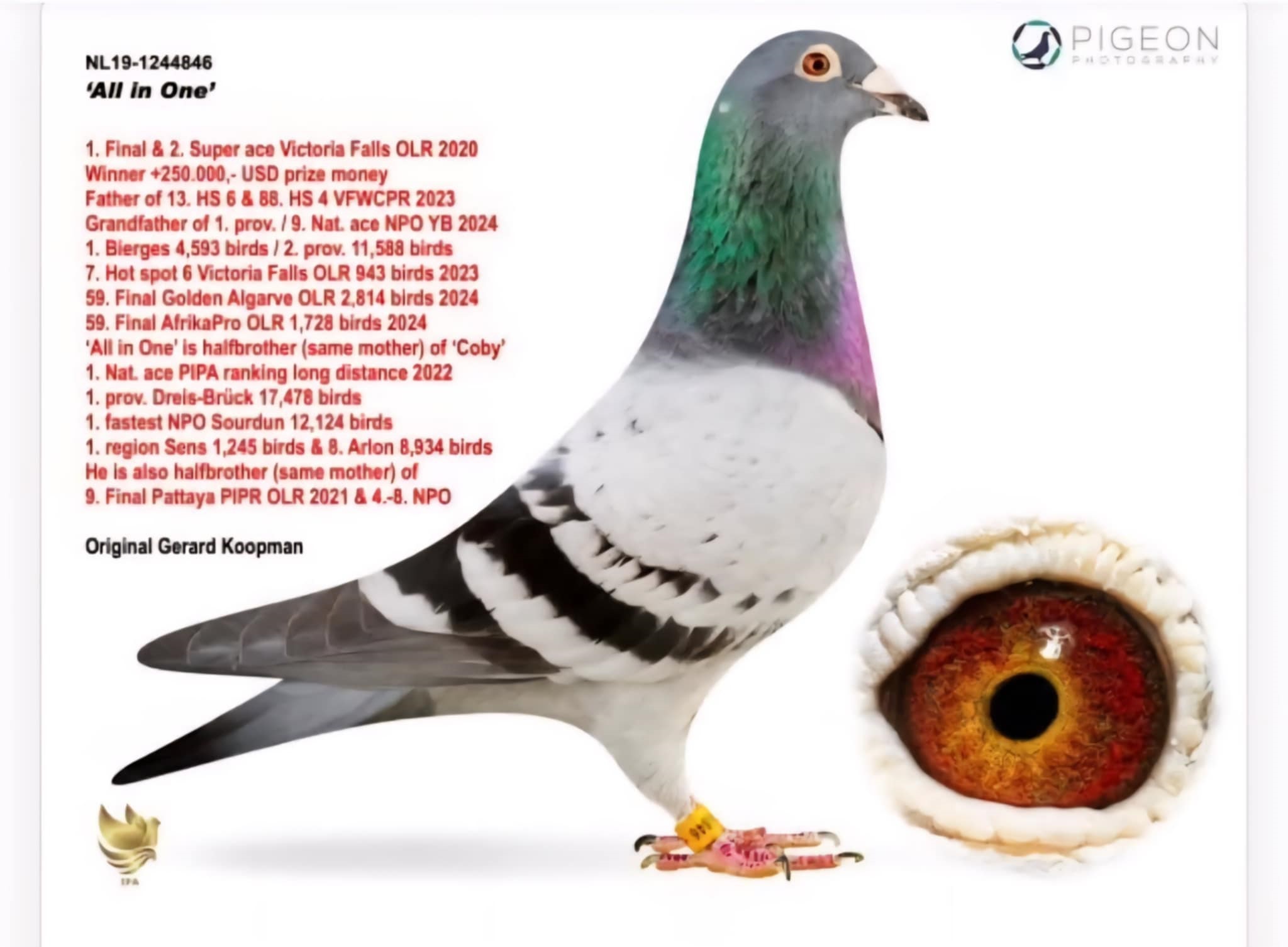 BG25-77724 ERKEK / SUPER KOOPMAN 724