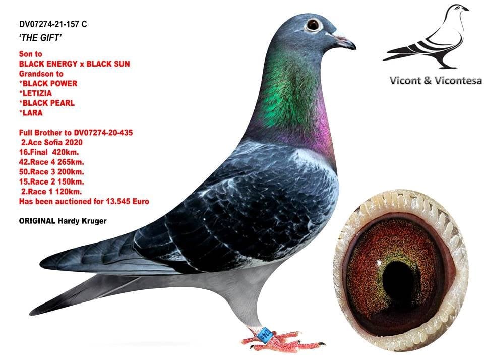 BG25-77789 DİŞİ / SUPER HARDY 789