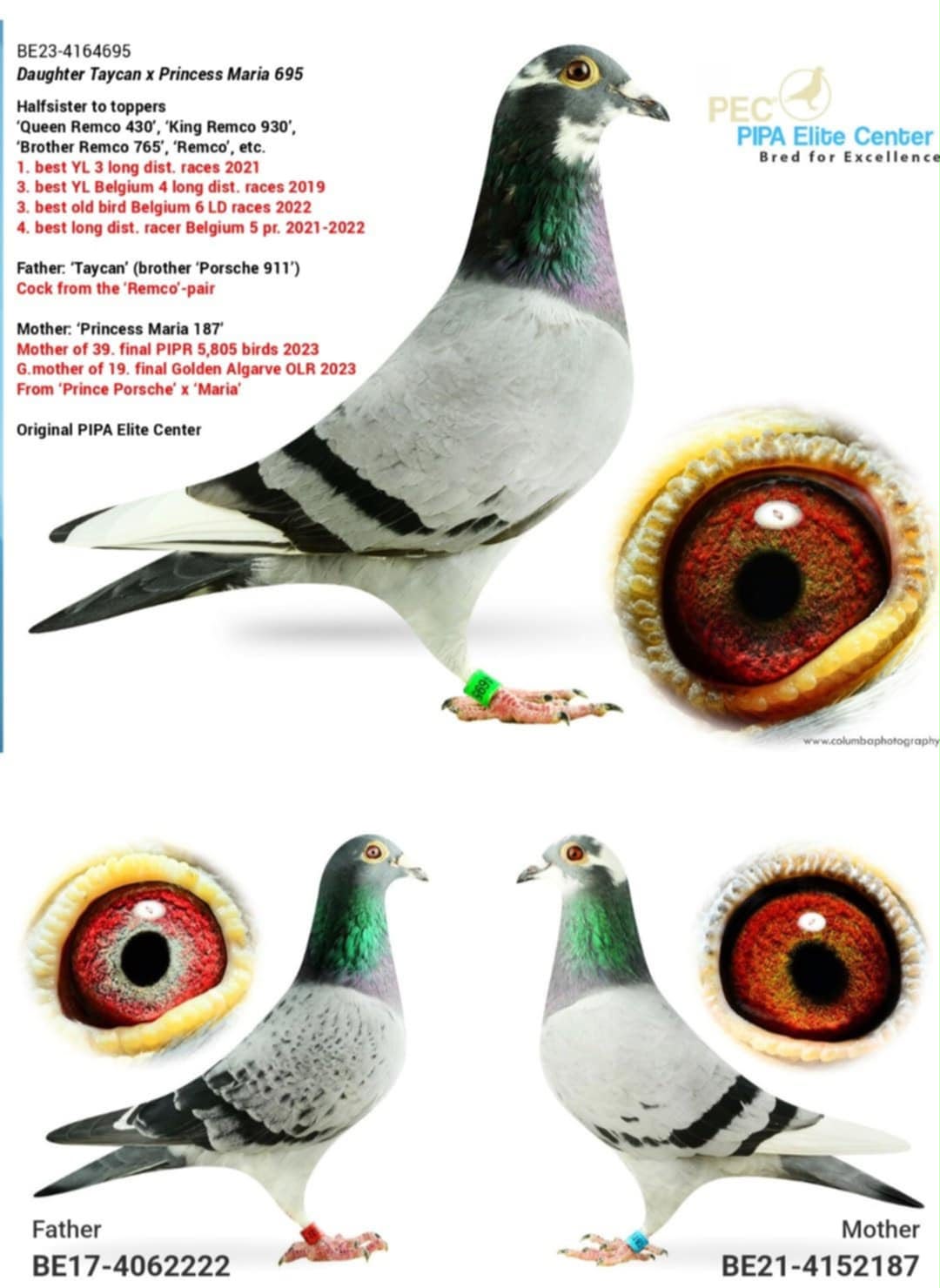 BG25-77789 DİŞİ / SUPER HARDY 789