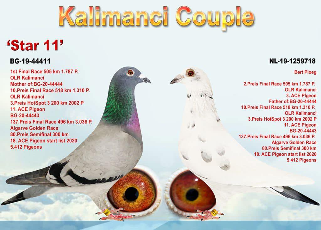 BG26-44439 ERKEK / BABASININ KALIMANCI COUPLE  - 1 FİNAL KALIMANCI ANNESİ CORABİA MESSİ KIZI