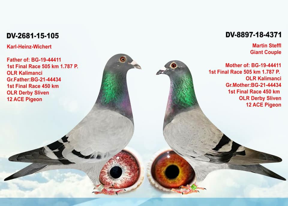 BG26-44439 ERKEK / BABASININ KALIMANCI COUPLE  - 1 FİNAL KALIMANCI ANNESİ CORABİA MESSİ KIZI