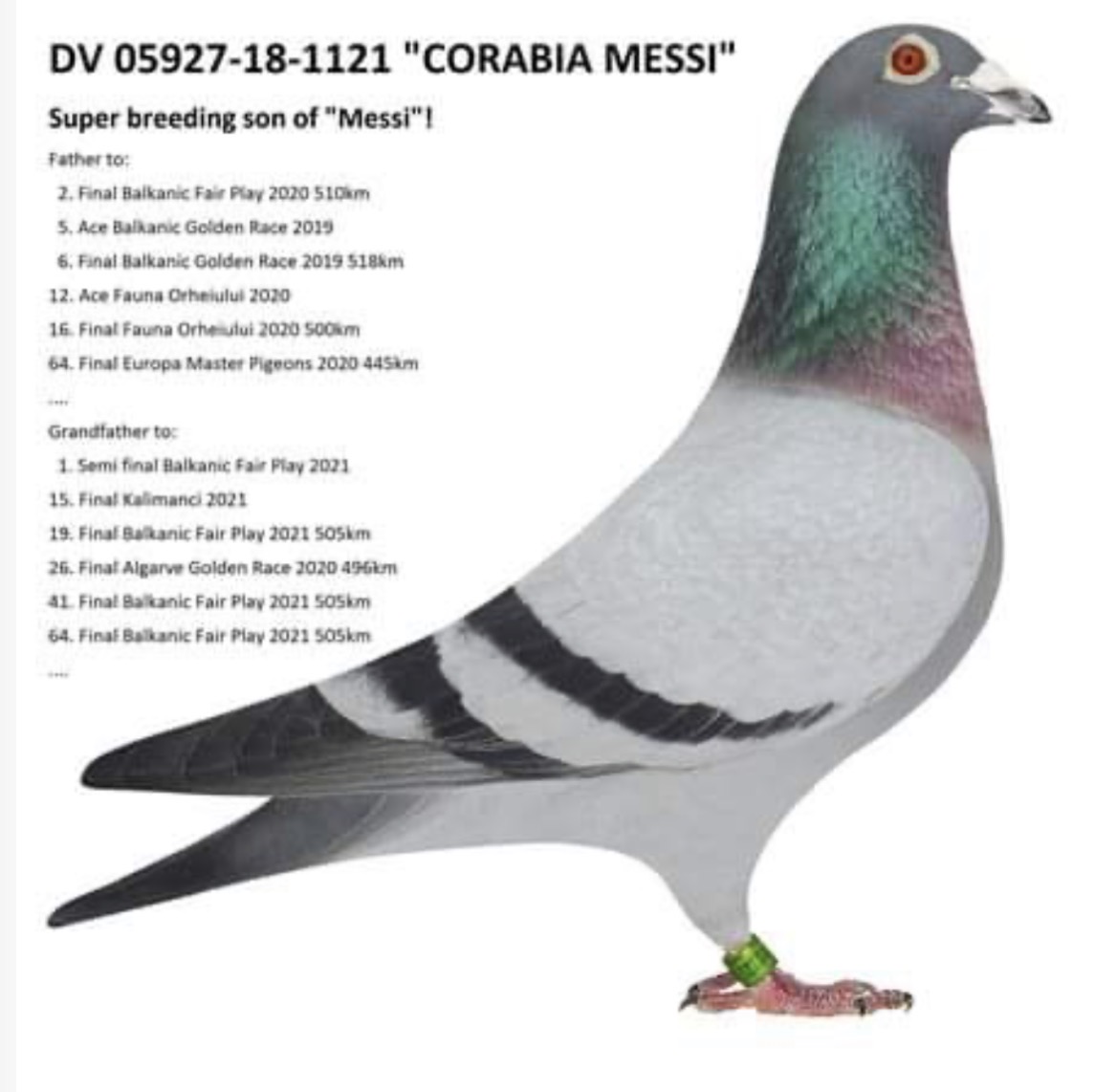 BG26-44439 ERKEK / BABASININ KALIMANCI COUPLE  - 1 FİNAL KALIMANCI ANNESİ CORABİA MESSİ KIZI