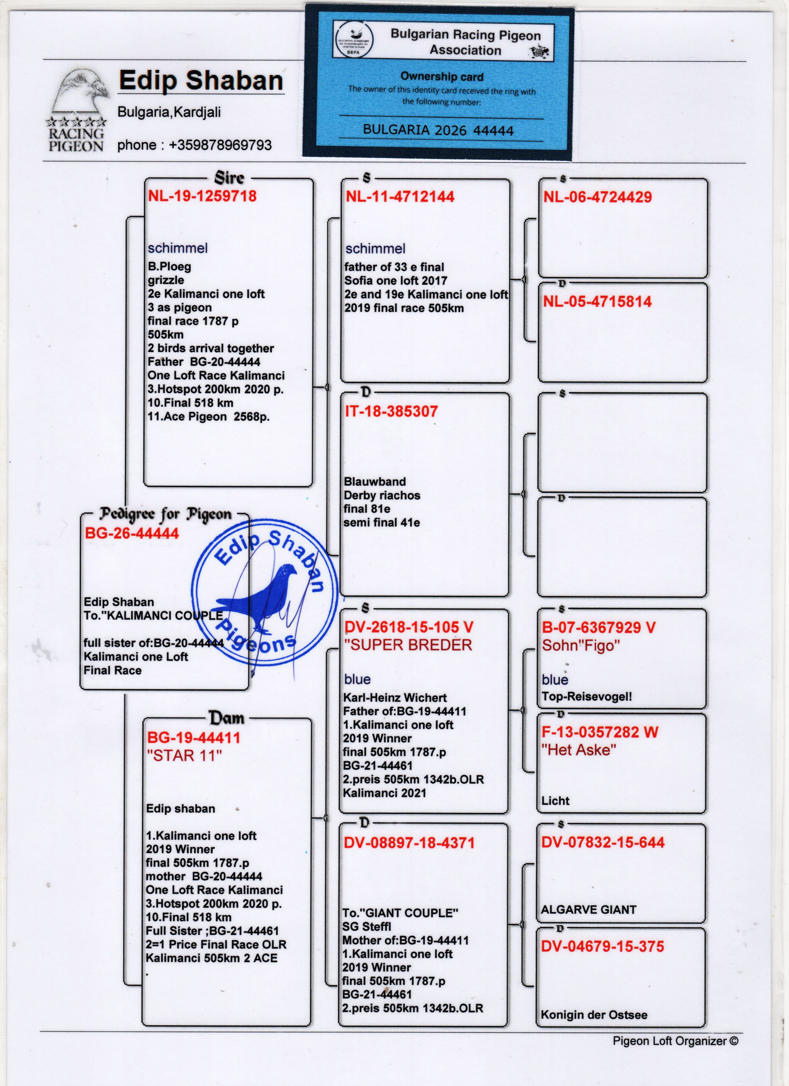 BG26-44444 ERKEK / KALIMANCI COUPLE - TAM KARDEŞİ 10 FİNAL KALIMANCI 