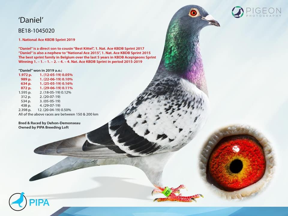 CHN-11-22-71248 ERKEK / INBREED BEST KITTEL ANNDEN KARDEŞİ 56.FİNAL ALGARVE