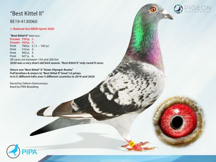 CHN-11-22-71248 ERKEK / INBREED BEST KITTEL ANNDEN KARDEŞİ 56.FİNAL ALGARVE