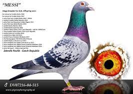 CN01-24-0481211 DİŞİ / SUPER SPECIAL HEN -  MESSİ & CAR WİNNER TORUNU 