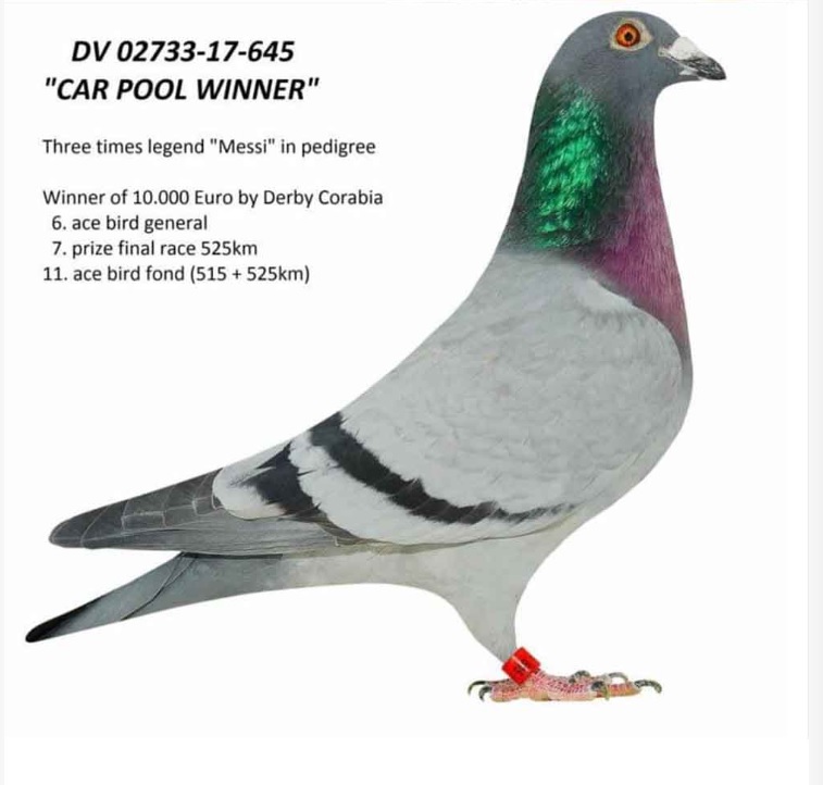 CN01-24-0481211 DİŞİ / SUPER SPECIAL HEN -  MESSİ & CAR WİNNER TORUNU 
