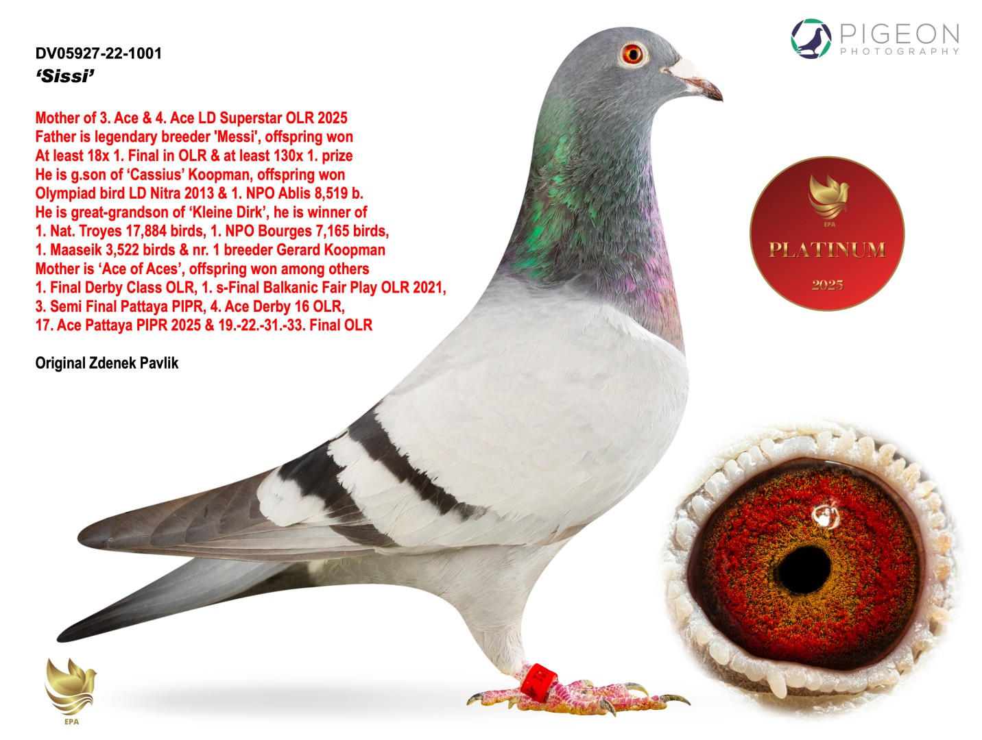 CN01-24-0481211 DİŞİ / SUPER SPECIAL HEN -  MESSİ & CAR WİNNER TORUNU 