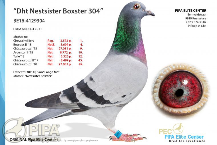 CRO23-09260 ERKEK / PIPA ELITE CENTER - DALI - BOXTER  - PORSCHE 