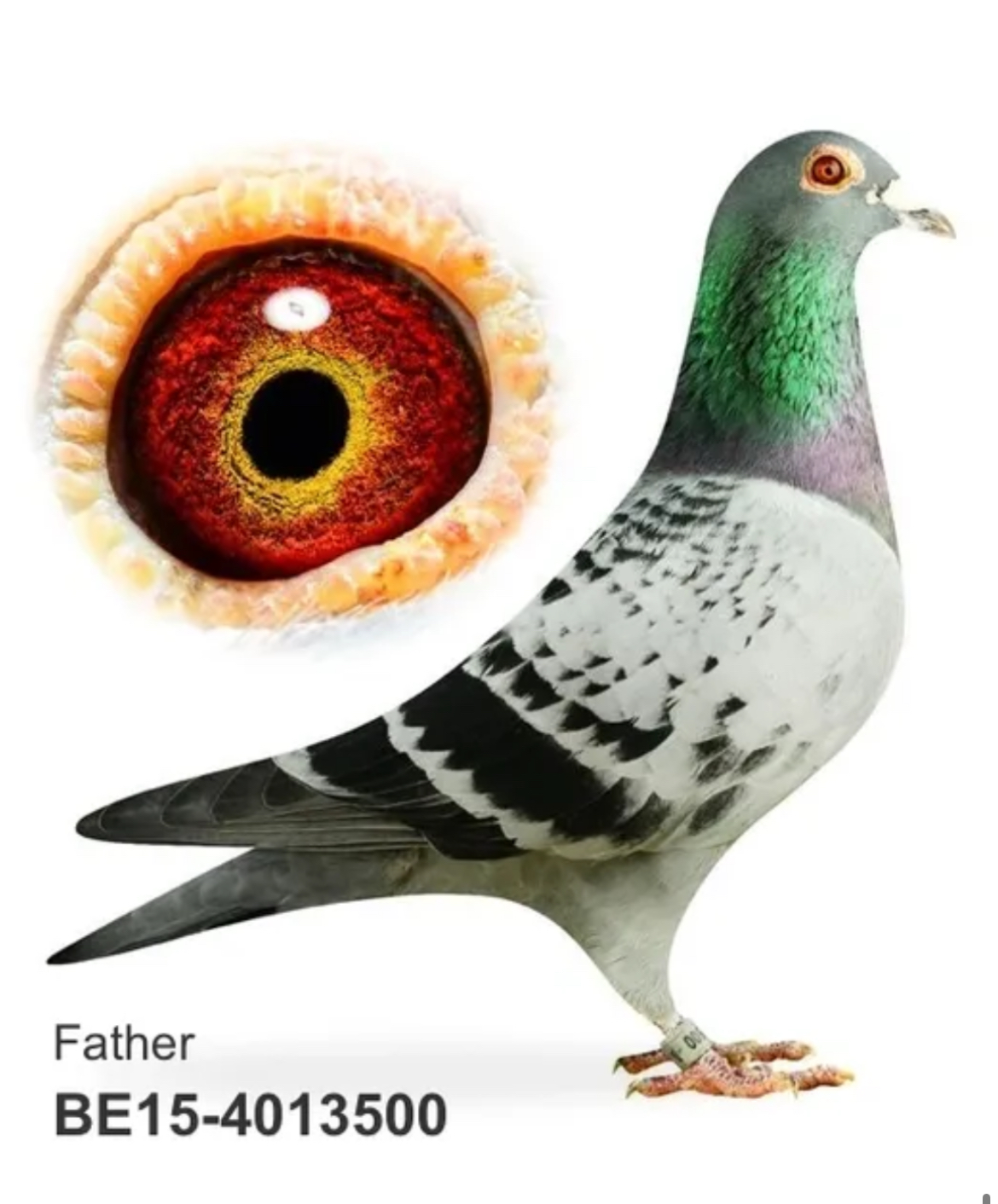 CRO23-09260 ERKEK / PIPA ELITE CENTER - DALI - BOXTER  - PORSCHE 