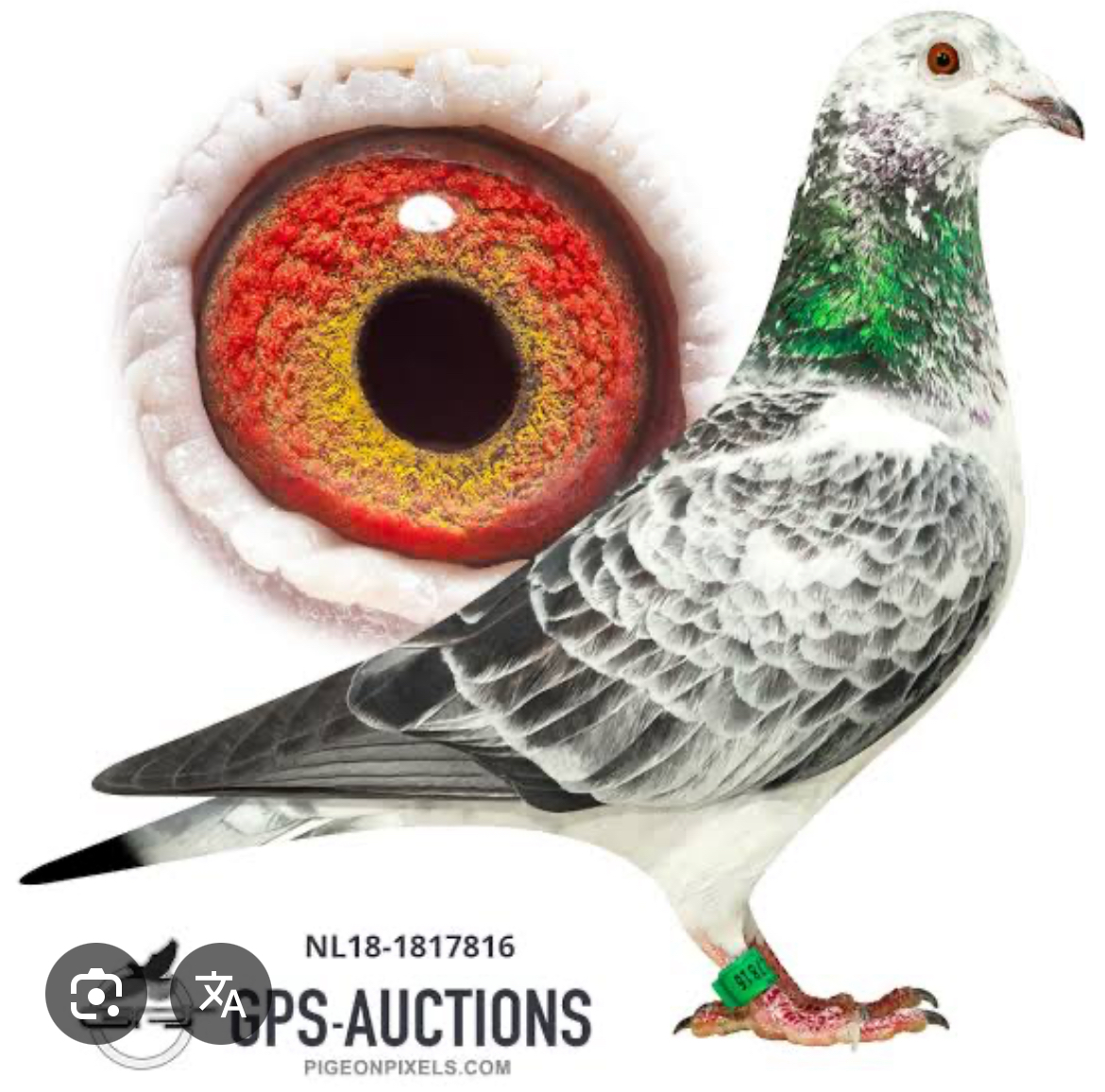 CRO23-09266 DİŞİ / GRIZZLE LADY DİREK TORUNU - GEBR LEIDEMAN - BEST KITTEL