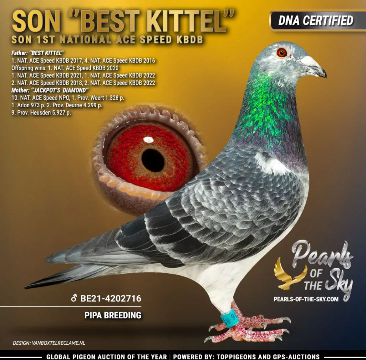 CRO23-09266 DİŞİ / GRIZZLE LADY DİREK TORUNU - GEBR LEIDEMAN - BEST KITTEL