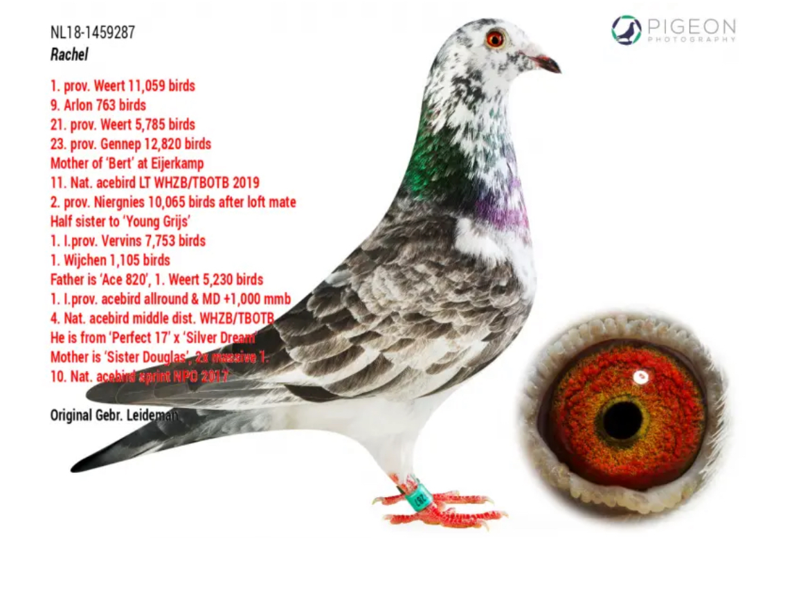 CRO23-09266 DİŞİ / GRIZZLE LADY DİREK TORUNU - GEBR LEIDEMAN - BEST KITTEL