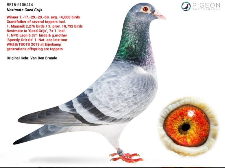 CRO24-12725 DİŞİ  / GRIZLE ADAMS DİREK TORUNU ( GEBR LEIDEMAN ) BABASI PATTAYA HARDY PATTAYA QUEEN KARDEŞİ