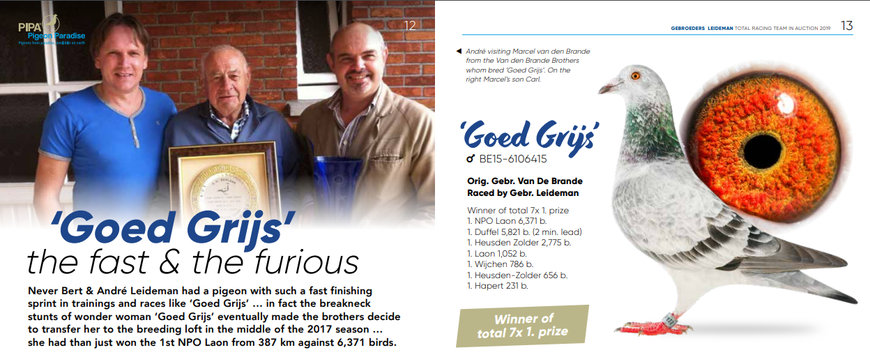 CRO24-12725 DİŞİ  / GRIZLE ADAMS DİREK TORUNU ( GEBR LEIDEMAN ) BABASI PATTAYA HARDY PATTAYA QUEEN KARDEŞİ