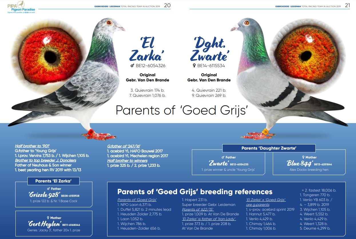 CRO24-12725 DİŞİ  / GRIZLE ADAMS DİREK TORUNU ( GEBR LEIDEMAN ) BABASI PATTAYA HARDY PATTAYA QUEEN KARDEŞİ