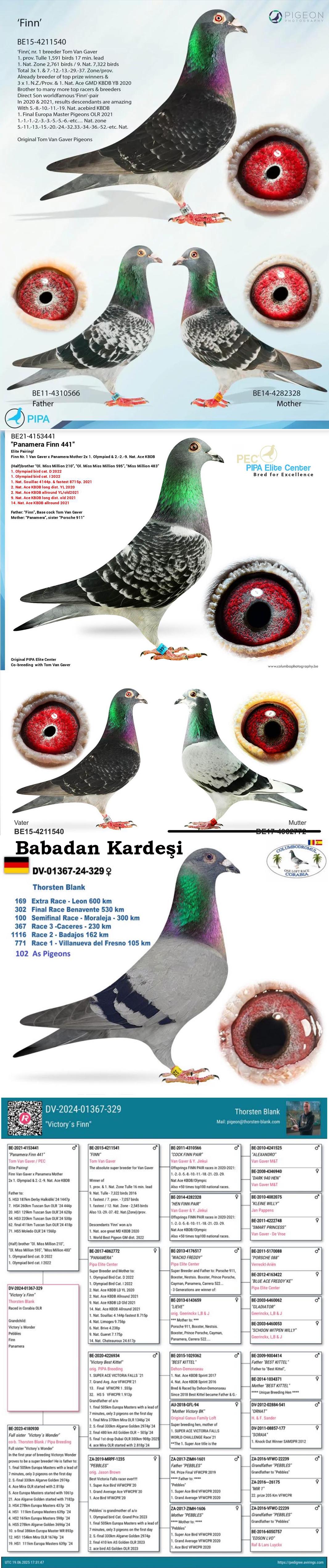 DV01367-24-18 ERKEK / FİNN TORUNU KENDİSİ YARIŞMIŞTIR ORTAK K&Uuml;MESTE