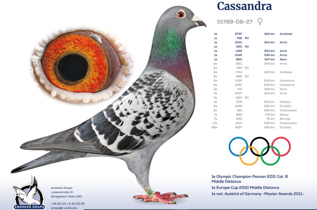 DV01769-20-1128 DİŞİ  /  BABADAN KARDEŞİ CASSANDRA - 1. OLYMPIC PİGEON POZNAN