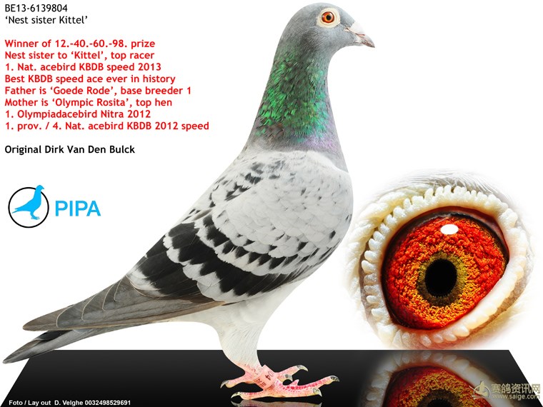 DV01769-20-222 ERKEK / DİRK VAN DE BLUCK % 100 GREIPEL TORUNU !!!