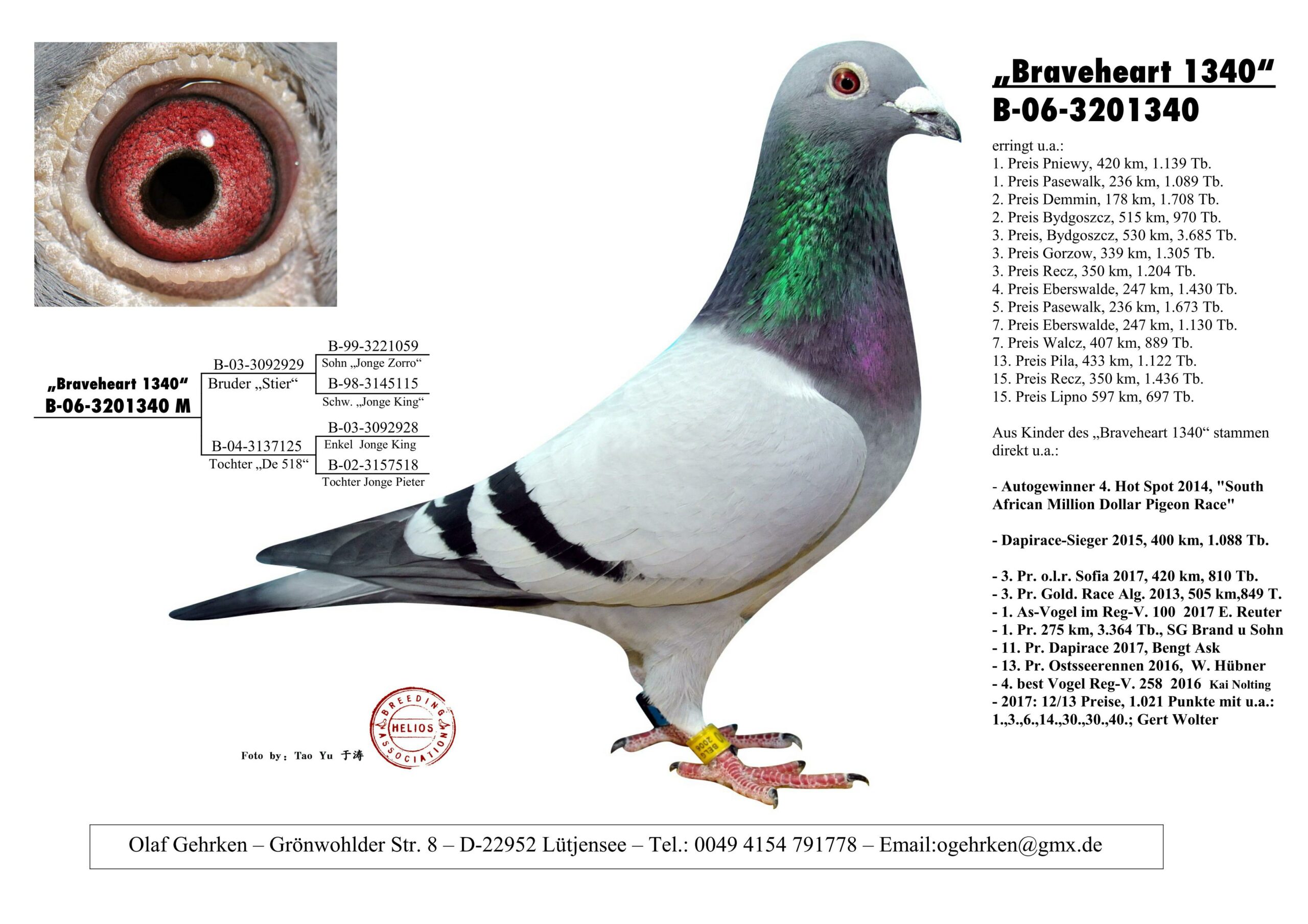 DV01777-22-609 DİŞİ / ZGHELLİOS  - BRAVEHEART 1340 TORUNU 