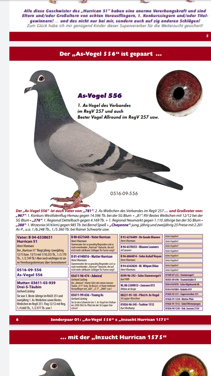 DV01889-20-892 ERKEK / INBREED HURRİCAN 51 