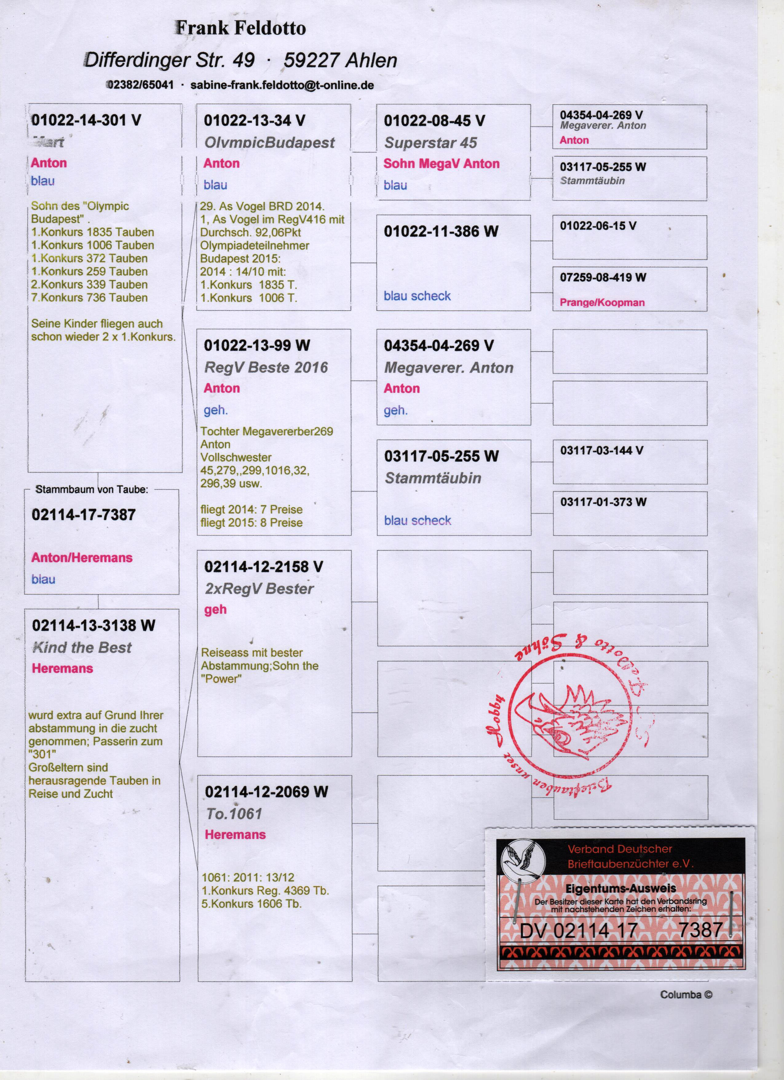 DV02114-17-7387 DİŞİ / ANTON - HEREMANS