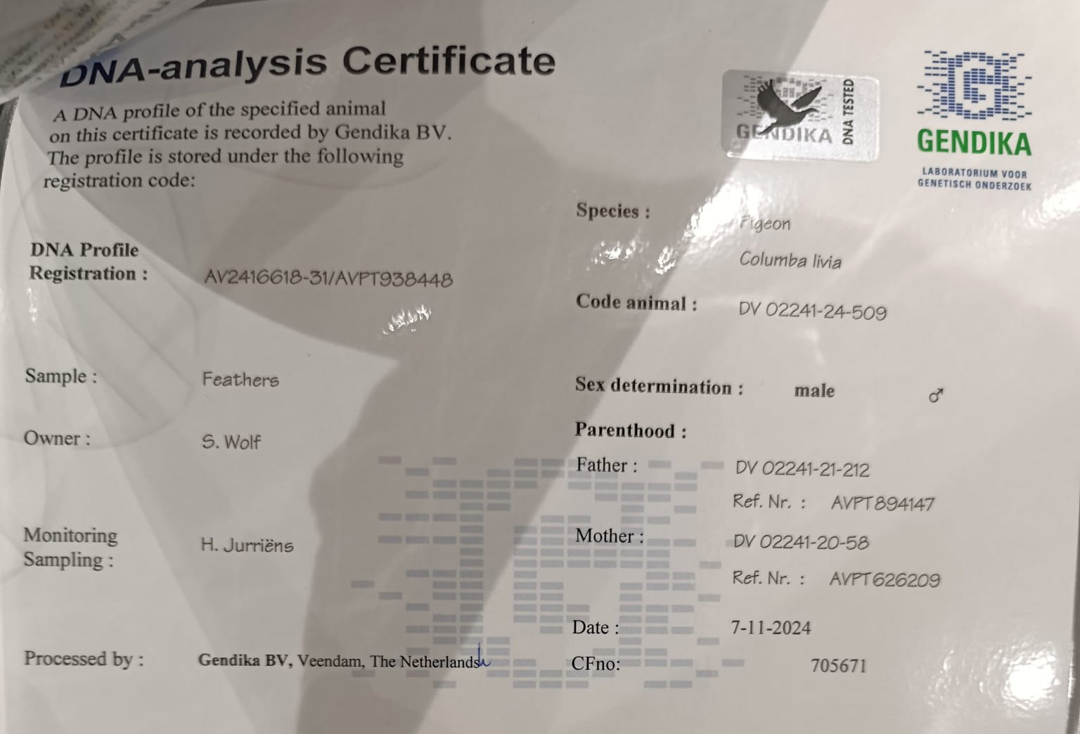 DV02241-24-509 ERKEK / ORJ SİMON WOLF DNA SERTİFİKALI INBREED ROMARIO