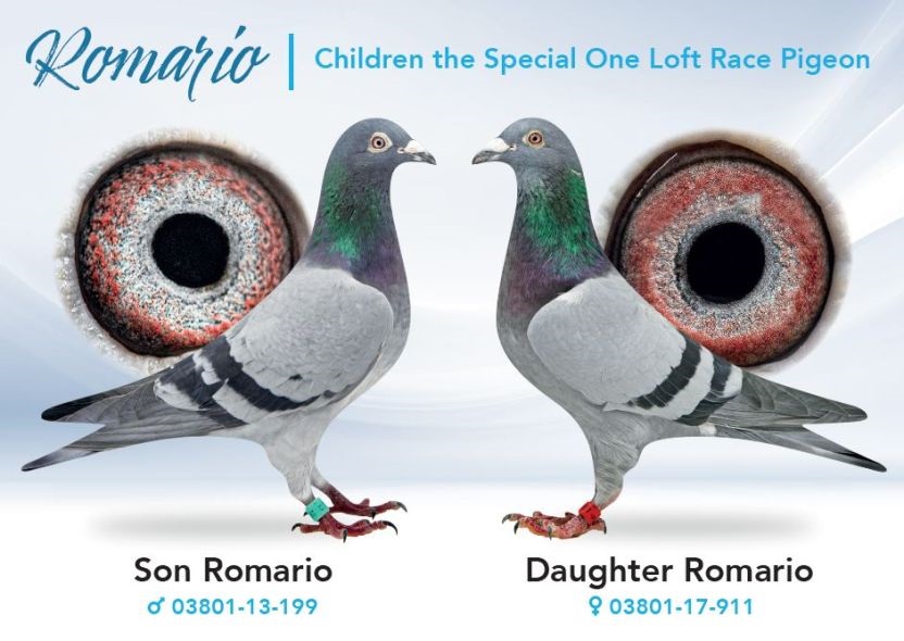 DV02241-24-509 ERKEK / ORJ SİMON WOLF DNA SERTİFİKALI INBREED ROMARIO