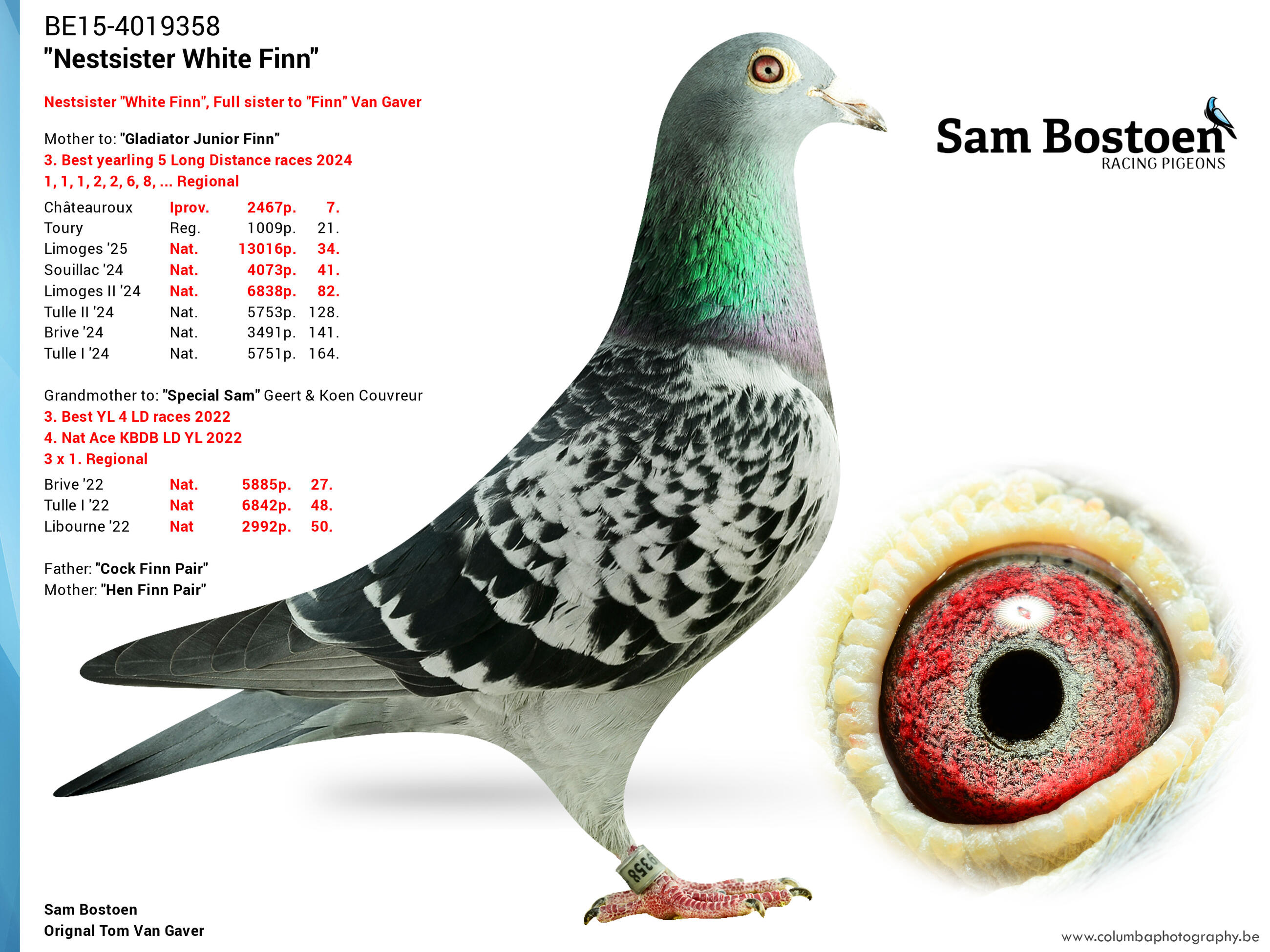 DV02383-24-10 DİŞİ / TOM VAN GAVER % 100