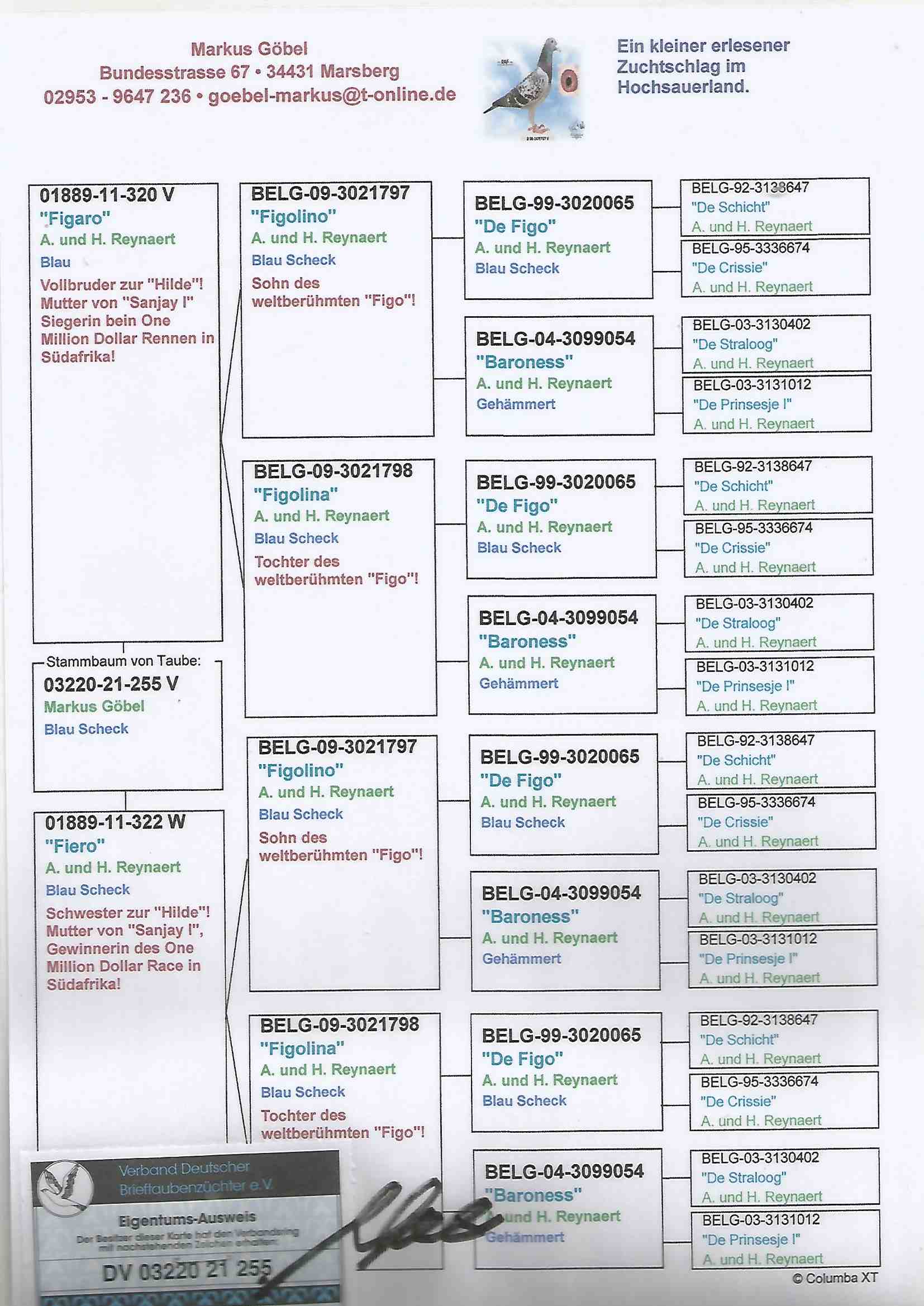 DV03220-21-255 ERKEK - REYNAERT FİGO % 100 BABASININ & ANNESİNİN KARDEŞ YAVRUSU 1. FİNAL MILLION DOLAR