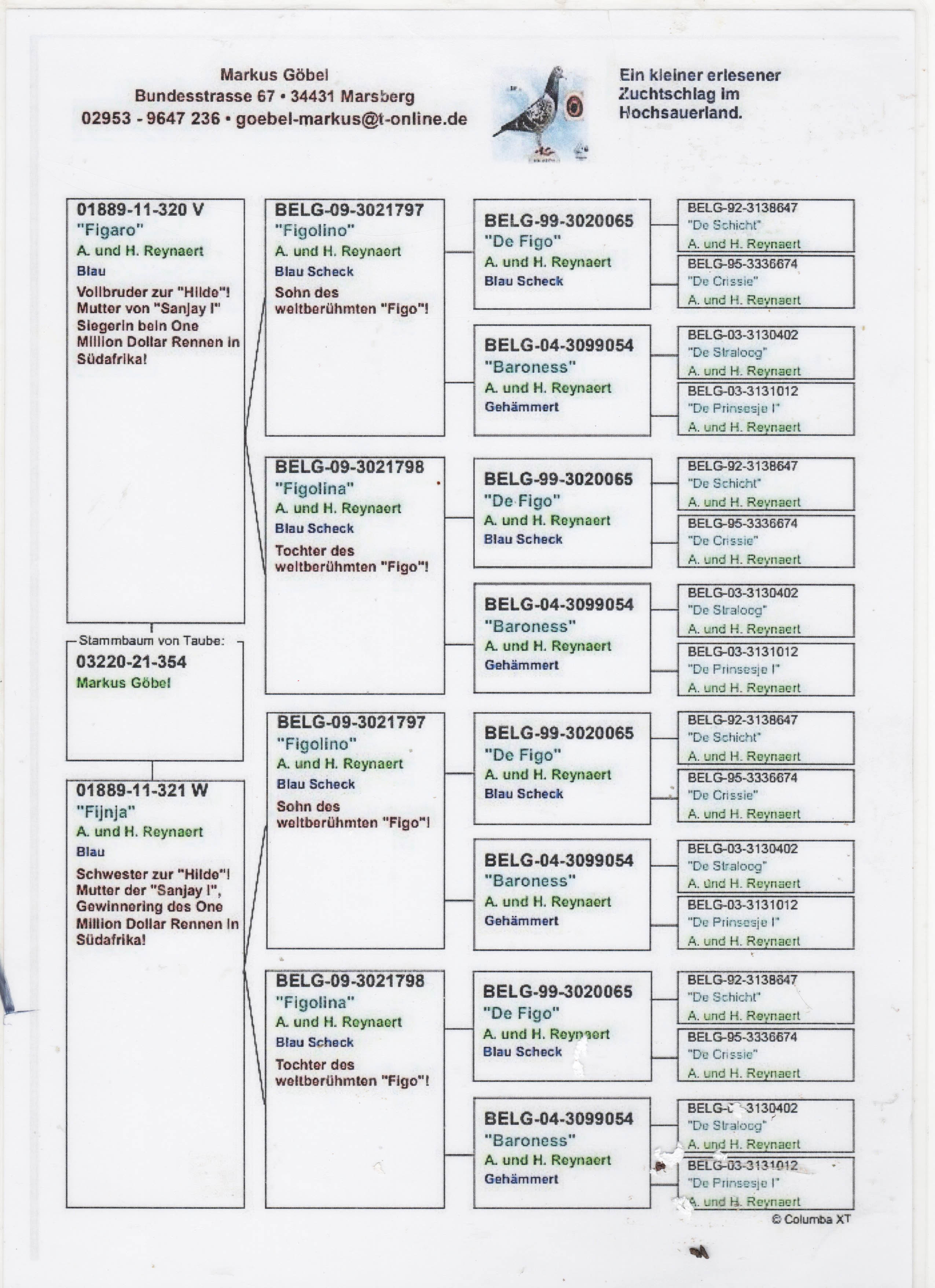 DV03220-21-354 ERKEK / INBREED FIGO 