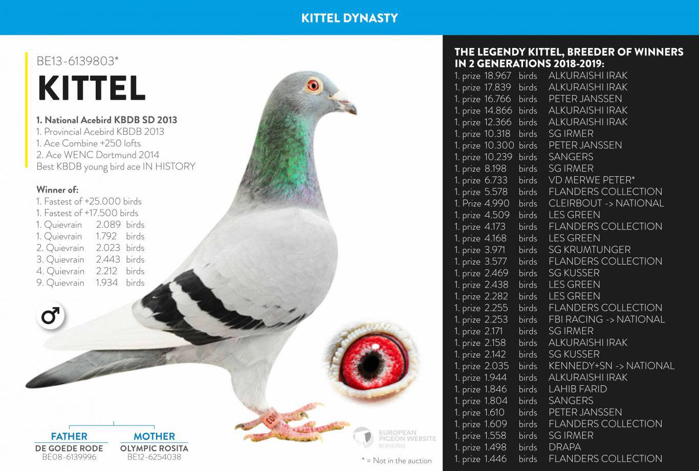 DV03220-21-374 ERKEK / ORJ MARKUS GÖBEL - INBREED KITTEL INBRED SAGAN