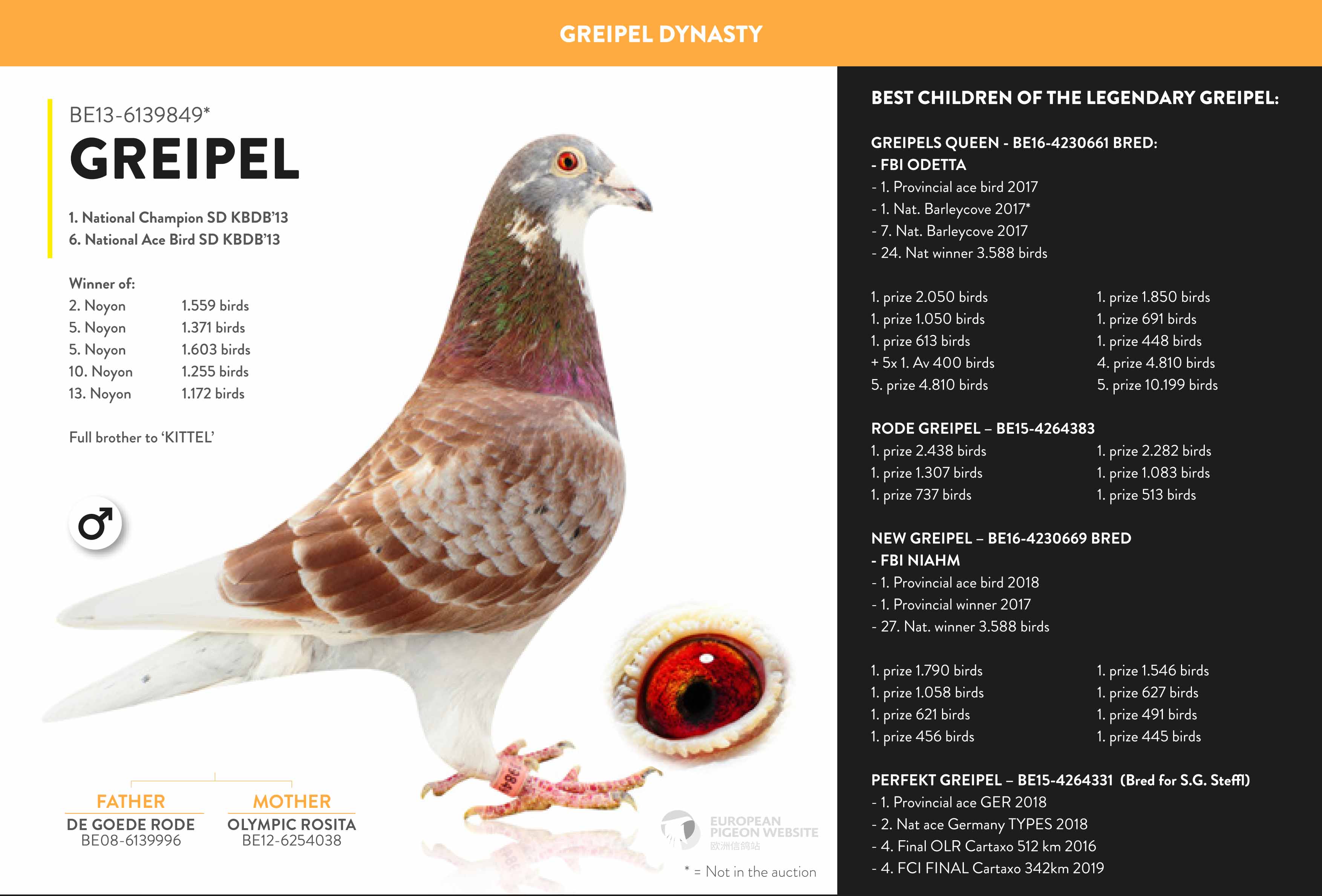 DV03220-22-384 DİŞİ / INBREED KITTEL  DİRK VAN DE BLUCK  % 100