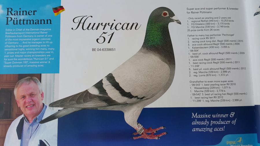 DV03220-23-102 ERKEK  / INBREED HURRICAN 51