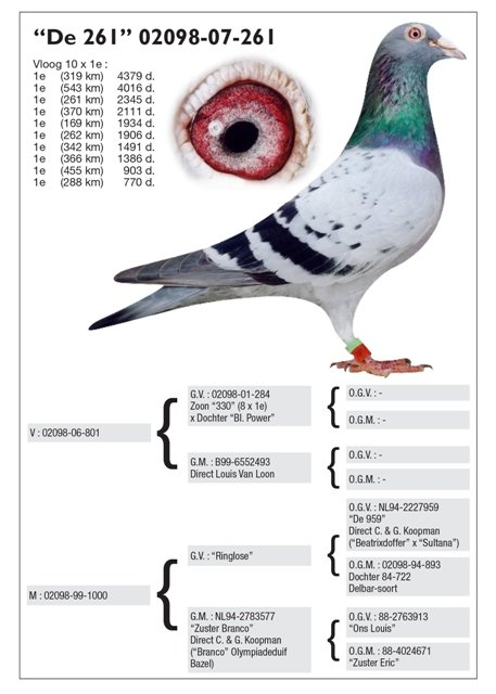 DV03220-23-124 DİŞİ / INBREED HARRY 