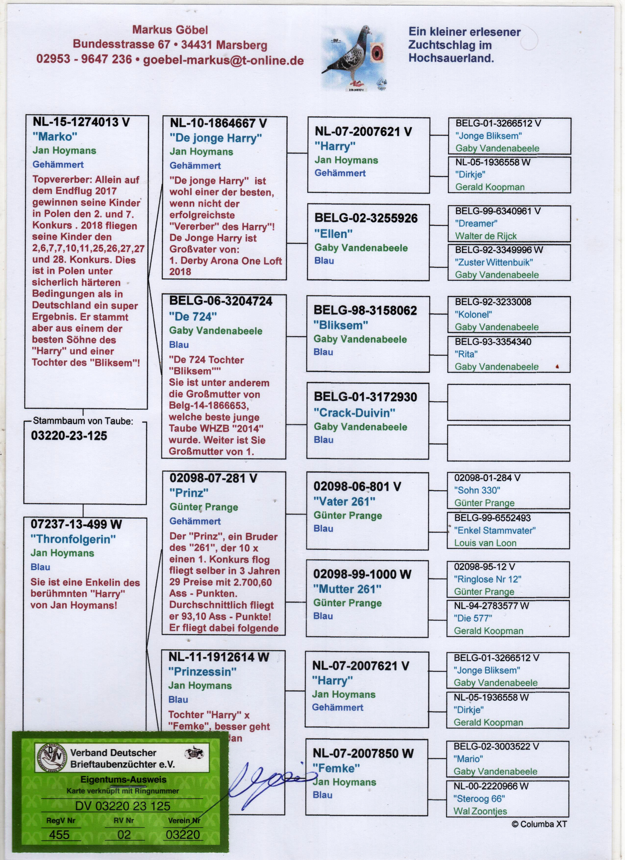 DV03220-23-125 DİŞİ / INBREED HARRY  ( JAN HOOYMANS )