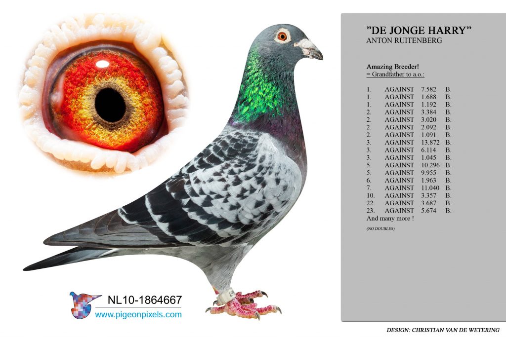 DV03220-23-125 DİŞİ / INBREED HARRY  ( JAN HOOYMANS )