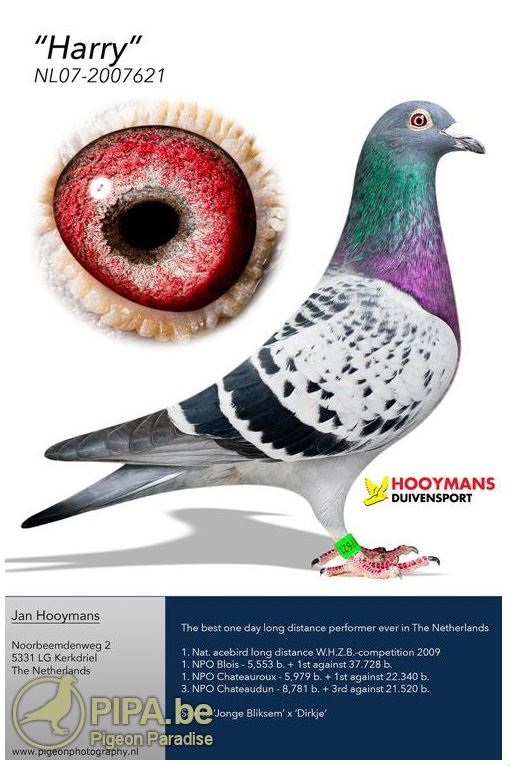 DV03220-23-125 DİŞİ / INBREED HARRY  ( JAN HOOYMANS )