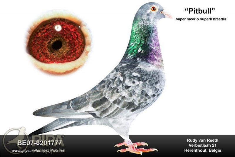 DV03220-23-141 DİŞİ / INBREED PITBULL 