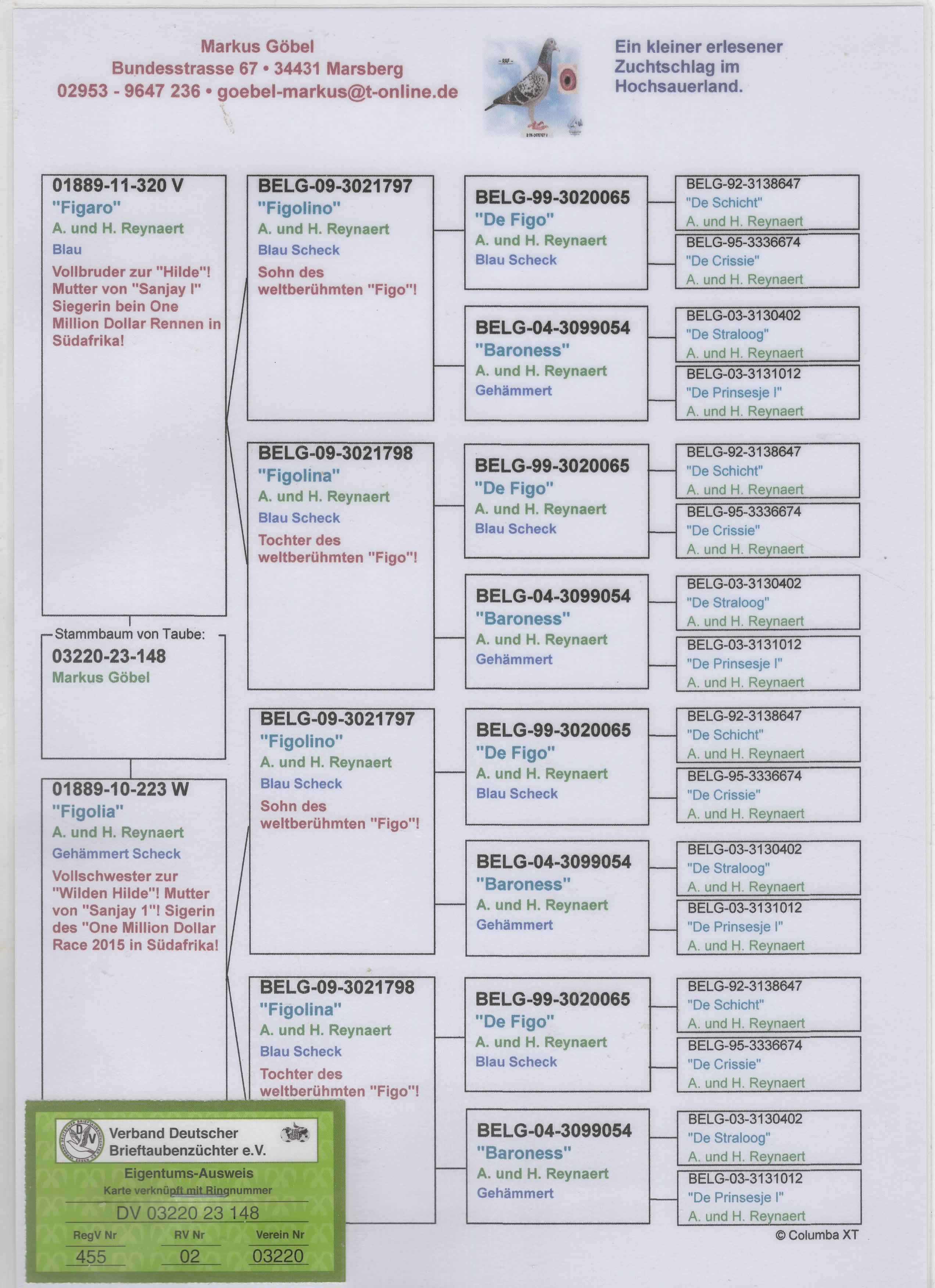 DV03220-23-148 DİŞİ / A. &. H. REYNAERT ( INBREED FIGO ) % 100