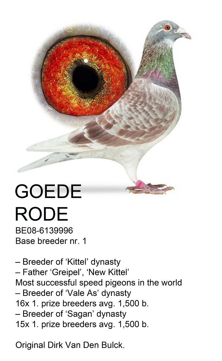 DV03220-23-155 DİŞİ / INBRED KITTEL