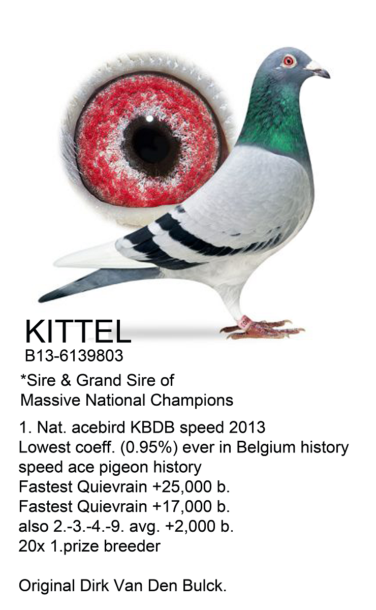 DV03220-23-155 DİŞİ / INBRED KITTEL