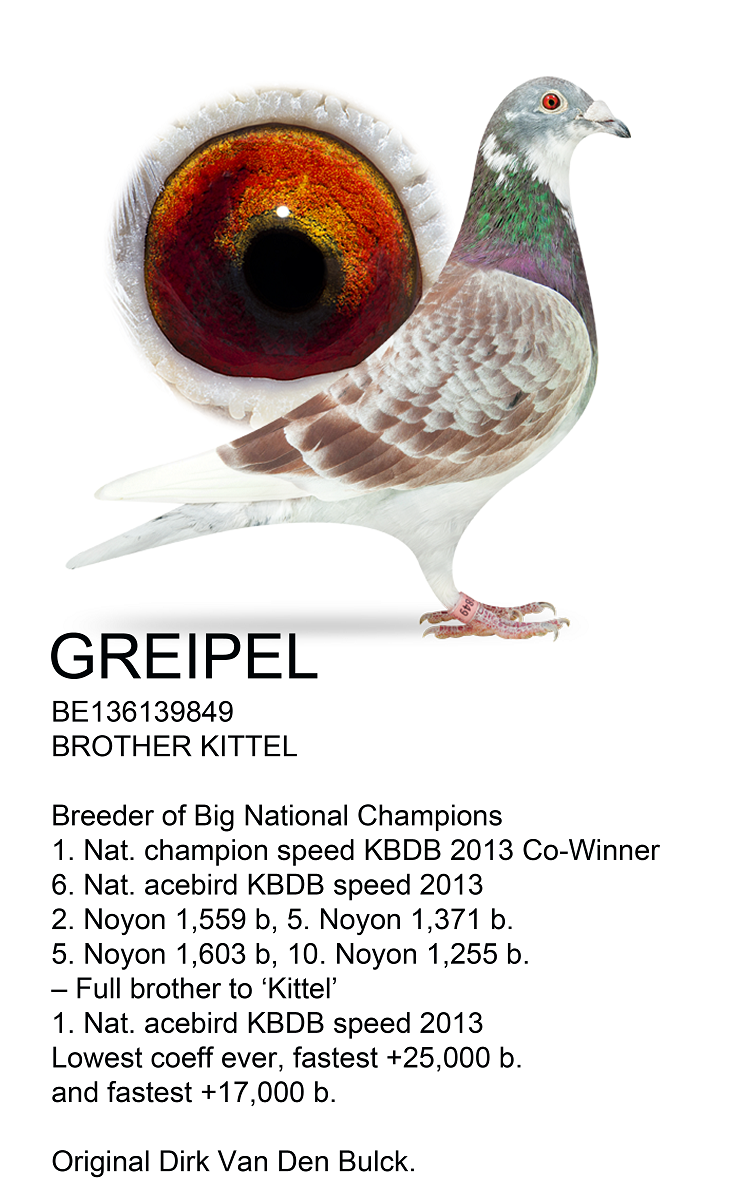 DV03220-23-155 DİŞİ / INBRED KITTEL