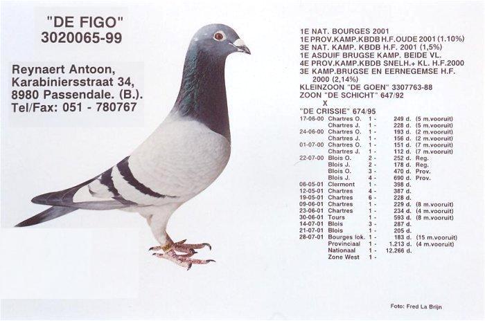 DV03220-23-82 DİŞİ / INBREE FIGO 