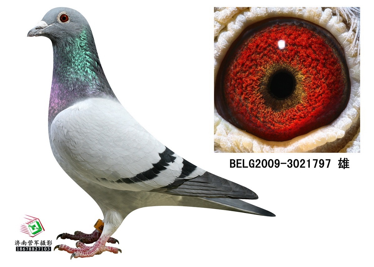 DV03220-23-82 DİŞİ / INBREE FIGO 