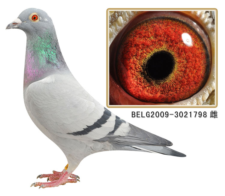 DV03220-23-82 DİŞİ / INBREE FIGO 