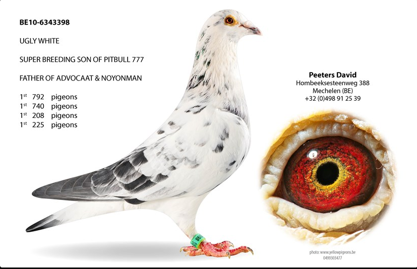 DV03220-23-94 ERKEK / DAVIT PEETERS % 100 ( PITBULL )